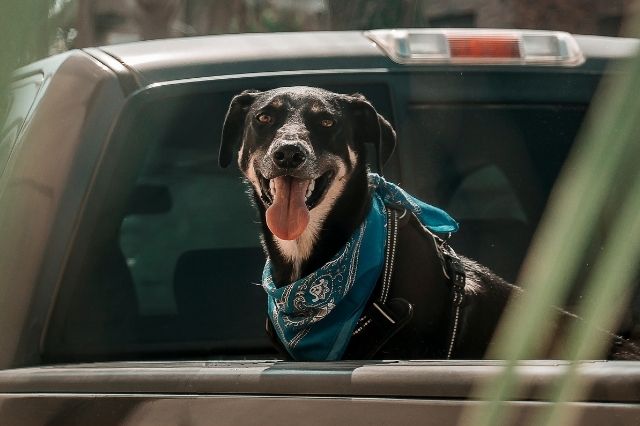 things-to-know-before-travelling-with-dog