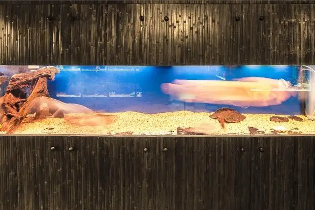 unique-aquarium-decor-tips