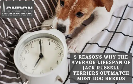 average-lifespan-of-jack-russell-terriers