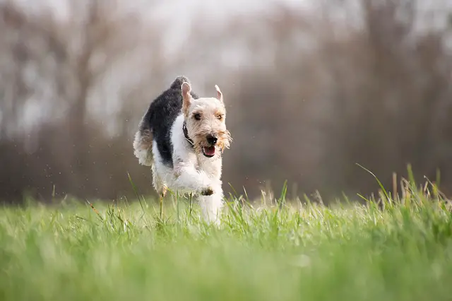 important-things-to-know-about-exercising-your-dog