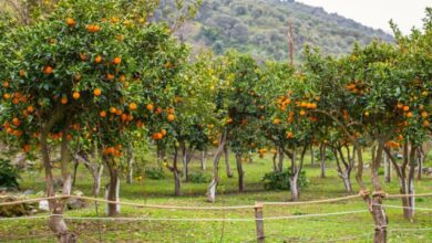 a-guide-to-planting-fruit-trees