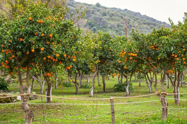 a-guide-to-planting-fruit-trees