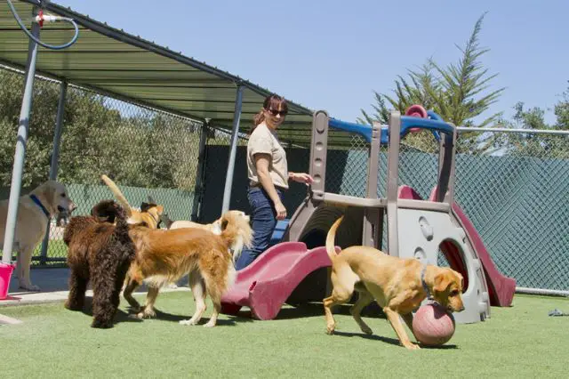 is-doggie-daycare-right-for-you