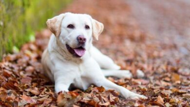 which-retriever-is-best-for-you-and-the-differences-between-retriever-breeds
