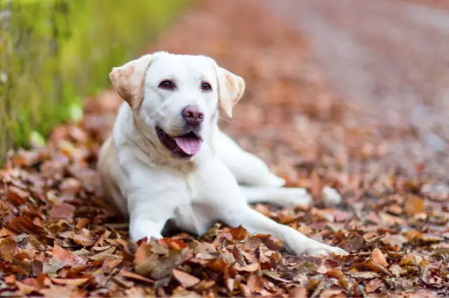 which-retriever-is-best-for-you-and-the-differences-between-retriever-breeds