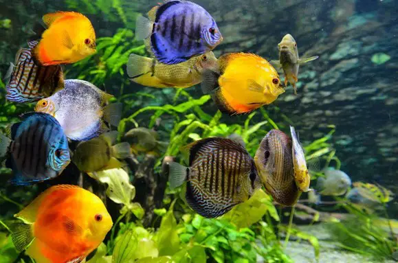 why-its-important-to-get-a-proper-fish-tank