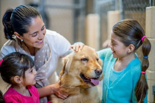 why-should-you-adopt-pets-from-a-shelter
