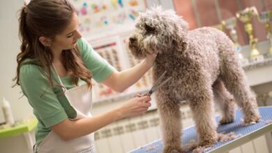 the-benefits-of-professional-dog-grooming