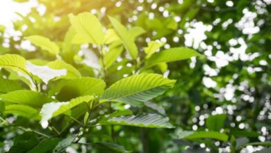 tips-for-growing-kratom-at-home
