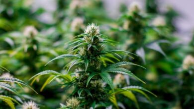 exploring-cannabis-as-a-benefit