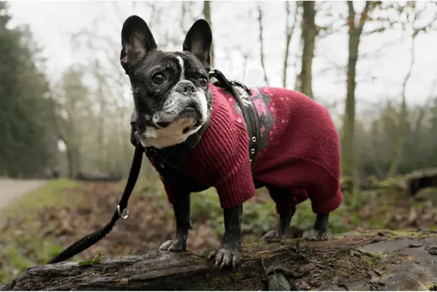 cozy-and-comfy-accessories-and-apparel-for-dogs