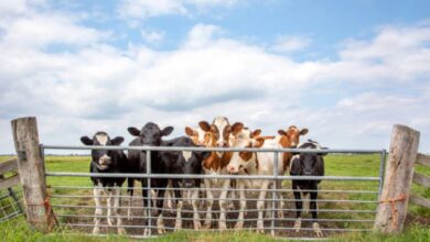 role-of-cattle-gates-in-effective-farm-management