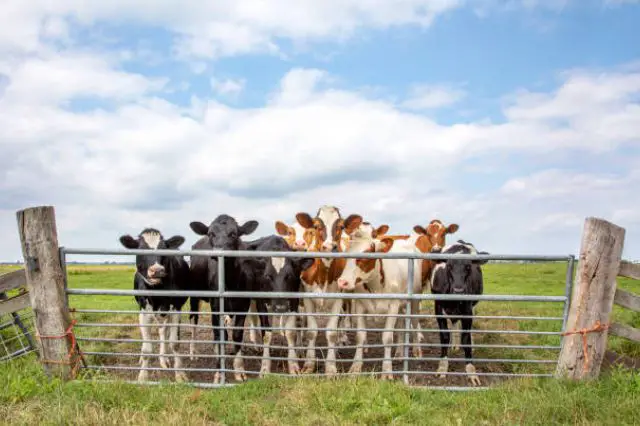 role-of-cattle-gates-in-effective-farm-management