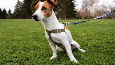 benefits-of-using-a-dog-harness-and-lead-set-for-walking-and-training