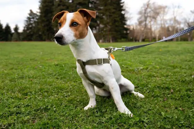 benefits-of-using-a-dog-harness-and-lead-set-for-walking-and-training