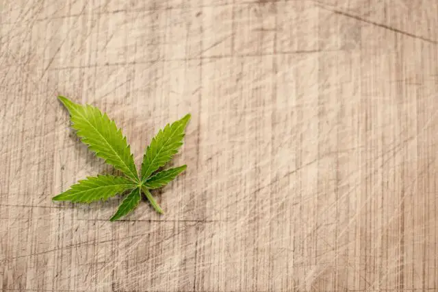 Growing popularity among cannabis enthusiasts