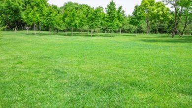common-lawn-problems-and-how-to-fix-them