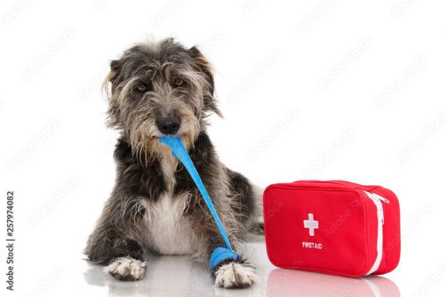 diy-guide-putting-together-your-own-hunting-dog-first-aid-kit