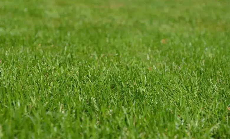 Eco-Friendly Lawn Care Balancing Performance with Sustainability